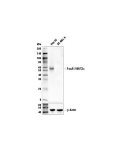 Cell Signaling Foxa1/Hnf3alpha (E7e8w) Rabbit mAb (Biotinylated)