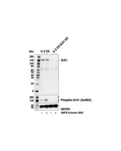 Cell Signaling Ampk Substrate Antibody Sampler Kit