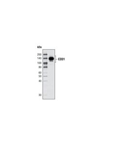 Cell Signaling CD31 (PECAM-1) (89C2) Mouse Monoclonal Antibody