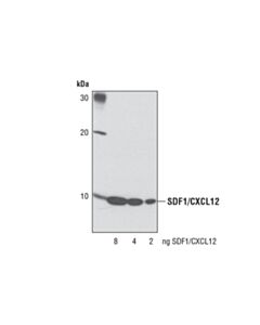 Cell Signaling SDF1/CXCL12 (D32F9) Rabbit mAb 20 uL