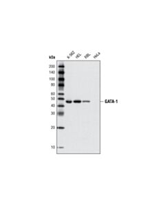 Cell Signaling Gata-1 (D52h6) Xp Rabbit mAb