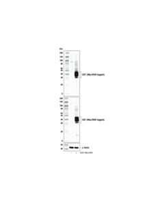 Cell Signaling Cd7 Antibody