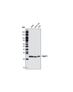 Cell Signaling Rab11 Antibody