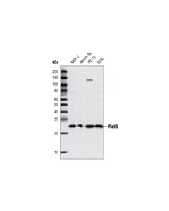 Cell Signaling Rab5 (C8b1) Rabbit mAb