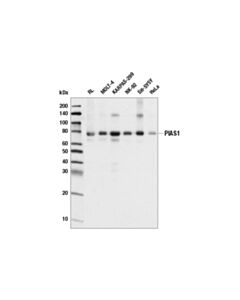 Cell Signaling Pias1 (D33a7) Xp Rabbit mAb