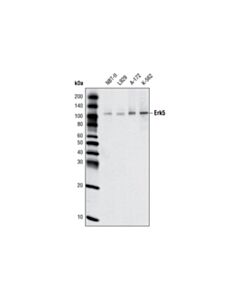 Cell Signaling Erk5 (D23E9) Rabbit mAb 20 uL