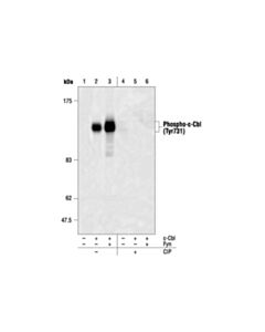 Cell Signaling Phospho-C-Cbl (Tyr731) Antibody