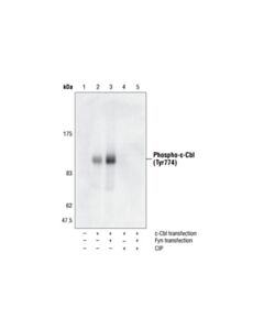 Cell Signaling Phospho-C-Cbl (Tyr774) Antibody