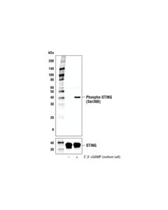 Cell Signaling 2’,3’-Cgamp (Sodium Salt)