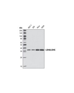 Cell Signaling LDHA/LDHC (C28H7) Rabbit mAb 20 uL