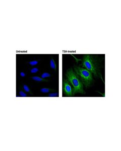 Cell Signaling Acetyl-Alpha-Tubulin (Lys40) (D20g3) Xp Rabbit mAb (Alexa Fluor 488 Conjugate)