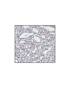 Cell Signaling CD34 (ICO115) Mouse mAb 20 uL