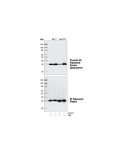Cell Signaling Phospho-S6 Ribosomal Protein (Ser240/244) (D68f8) Xp Rabbit mAb (BSA And Azide Free)