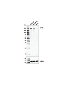 Cell Signaling Cd109 Antibody