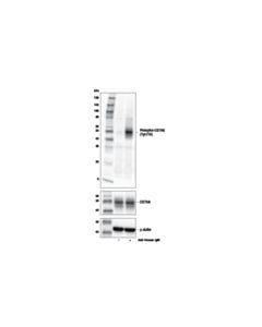 Cell Signaling Phospho-Cd79a (Tyr210) Antibody