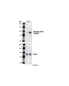 Cell Signaling Phospho-Cd19 (Tyr531) Antibody