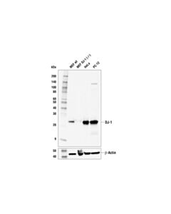 Cell Signaling DJ-1 (E9T6J) Mouse mAb 20 uL