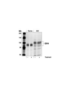 Cell Signaling Cd19 Antibody