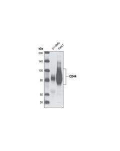 Cell Signaling Cd44 Antibody