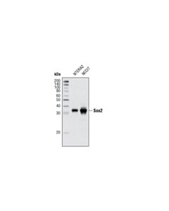 Cell Signaling Sox2 (D6d9) Xp Rabbit mAb
