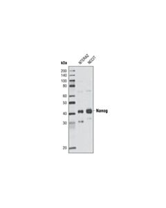 Cell Signaling Nanog Antibody