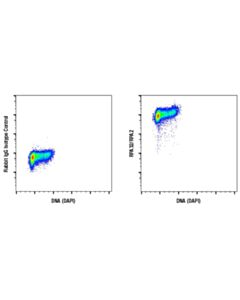 Cell Signaling Rpa32/Rpa2 (E8x5p) Xp Rabbit mAb