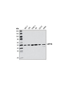 Cell Signaling eEF1A (D10A5) Rabbit mAb 20 uL