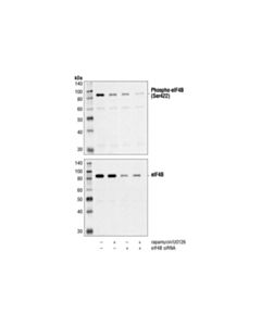 Cell Signaling Phospho-Eif4b (Ser422) Antibody