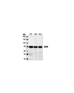 Cell Signaling Eif4b Antibody