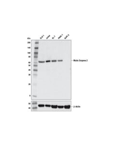 Cell Signaling Malic Enzyme 2 (E1n3f) Xp ® Rabbit mAb