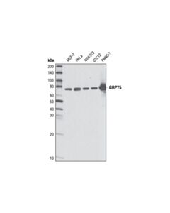 Cell Signaling Grp75 (D13h4) Xp Rabbit mAb