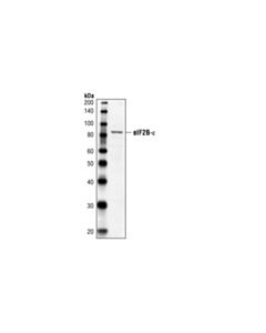 Cell Signaling Eif2b-Epsilon Antibody