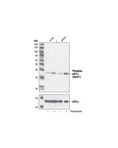 Cell Signaling Phospho-Eif2alpha (Ser51) (119a11) Rabbit mAb