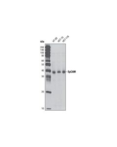 Cell Signaling Epcam Antibody