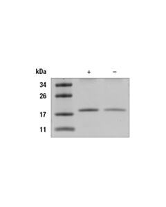 Cell Signaling Human Ifn-Alpha 2b Recombinant Protein