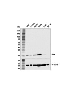Cell Signaling Bax (2D2) Mouse mAb