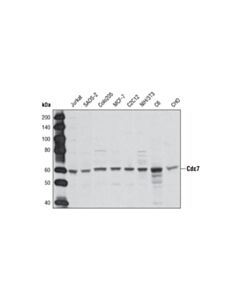 Cell Signaling Cdc7 Antibody