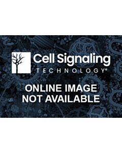 Cell Signaling Phospho-c-Fos (Ser32) (D82C12) XP ® Rabbit mAb (SignalFlex ™ Alexa Fluor ® 750 Conjugate)