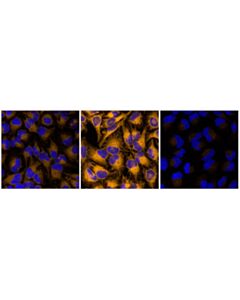 Cell Signaling Ferroorange