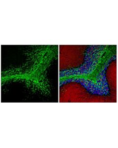 Cell Signaling CNPase (D83E10) XP ® Feline Chimeric mAb