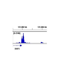 Cell Signaling Hif-1alpha (D1s7w) Xp<LT/>Sup&Gt;®<LT/>/Sup&Gt; Rabbit mAb
