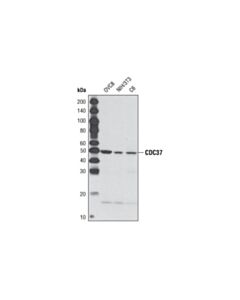 Cell Signaling Cdc37 (V297) Antibody