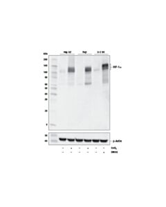 Cell Signaling Hif-1alpha (D1s7w) Xp ® Rabbit mAb (BSA And Azide Free)