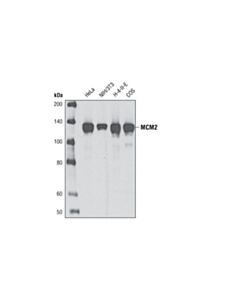 Cell Signaling Mcm2 (D7g11) Xp Rabbit mAb