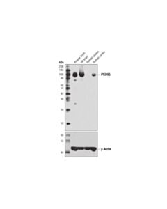 Cell Signaling Psd95 (7e3) Mouse mAb