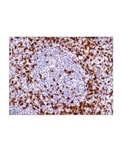 Cell Signaling Cd45ro (Uchl1) Mouse mAb (Ihc Specific) (BSA And Azide Free)