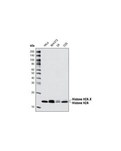 Cell Signaling Histone H2A (L88A6) Mouse mAb 20 uL