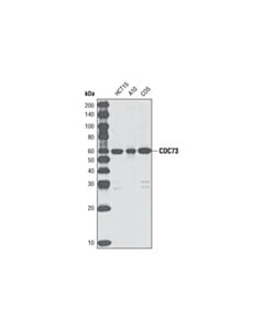 Cell Signaling Cdc73 (D410) Antibody