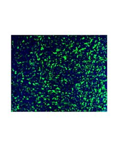 Cell Signaling CD206/MRC1 (E6T5J) Rabbit Monoclonal Antibody (Alexa Fluor ® 488 Conjugate)