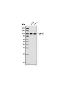Cell Signaling Satb1 (L745) Antibody